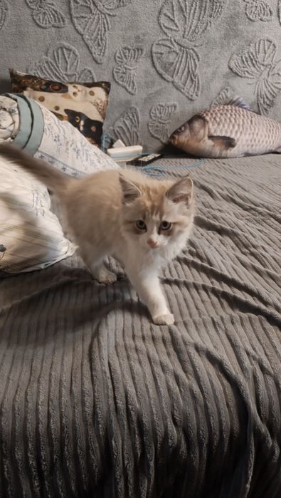 Кошечка в добрые руки