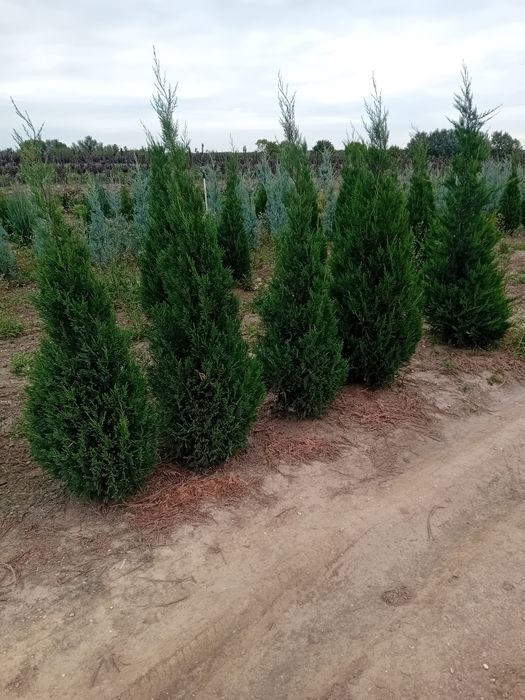 Chiparos leylandi plantație, pepinieră