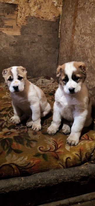 Продам боевых щенков