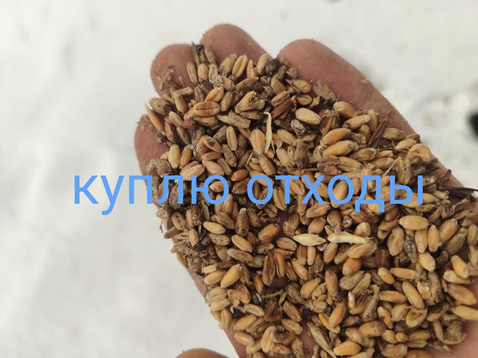 Зерноотходы     .