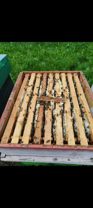 Vând familii de albine dadant 1/1. Cu sau fara  lada!