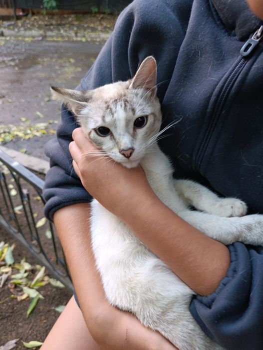 Котенок только в добрые руки