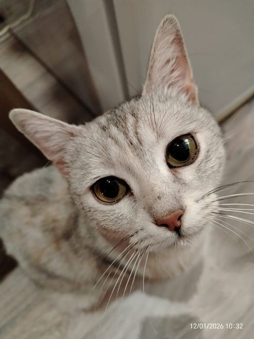 Кошечка молодая с необычным окрасом