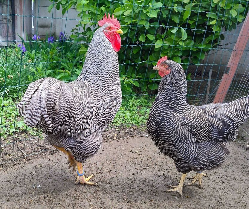 cocosi Plymouth Rock Barat de 3 luni