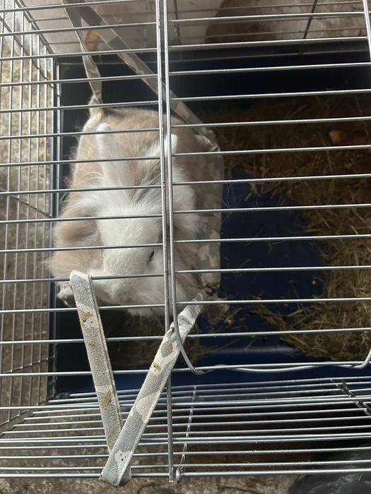 Vand iepuras cap de leu