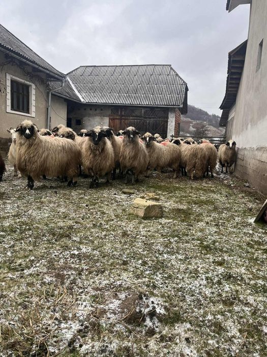 Oi breze de vânzare