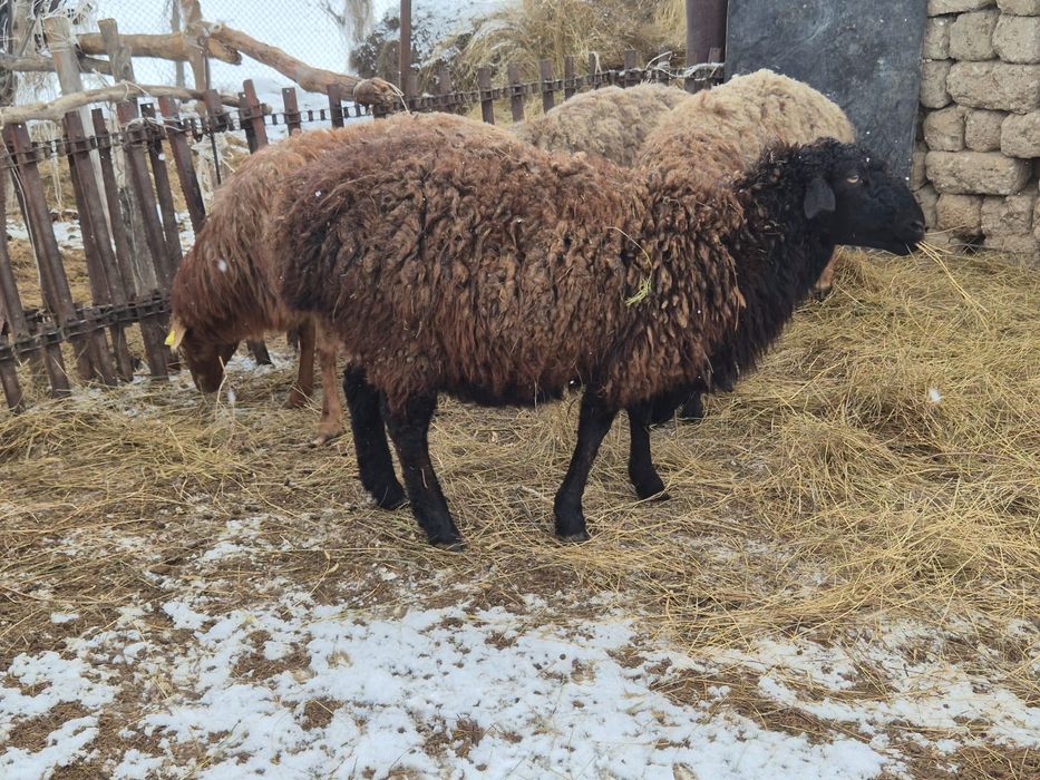 Қысыр қой сатылады.