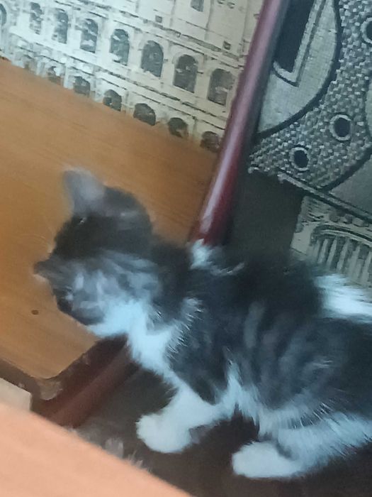 Отдам котят в хорошие руки