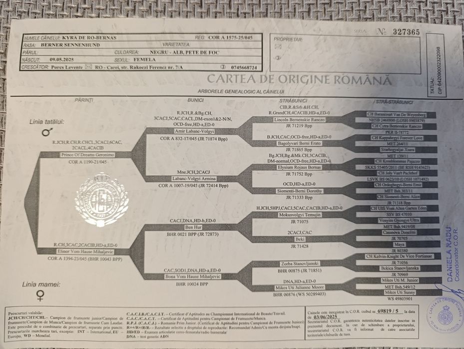 Femela Ciobanesc de Berna