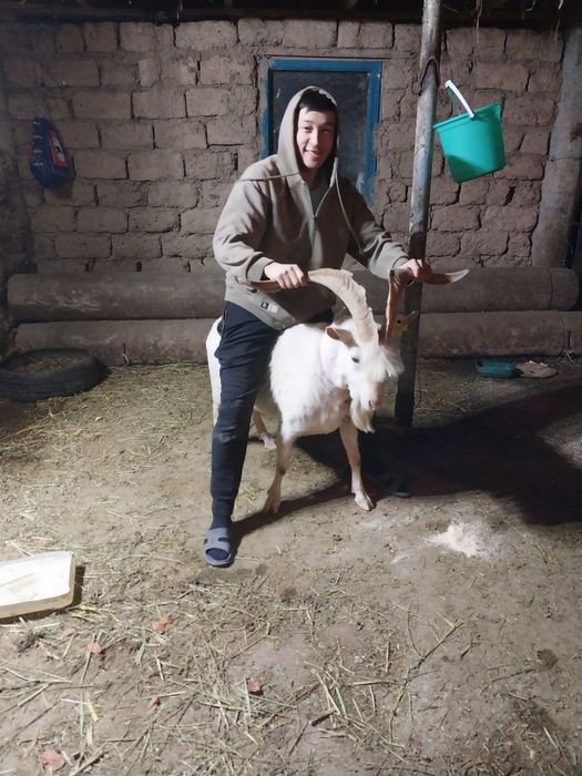 Сүтті Ешкі сатылады