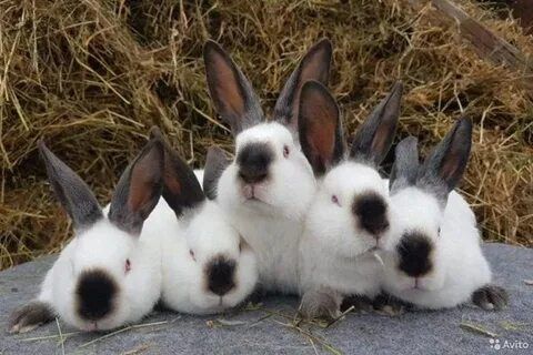 Кролики калифорния
