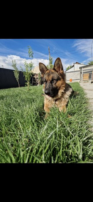 Пропала собака немецкая овчарка