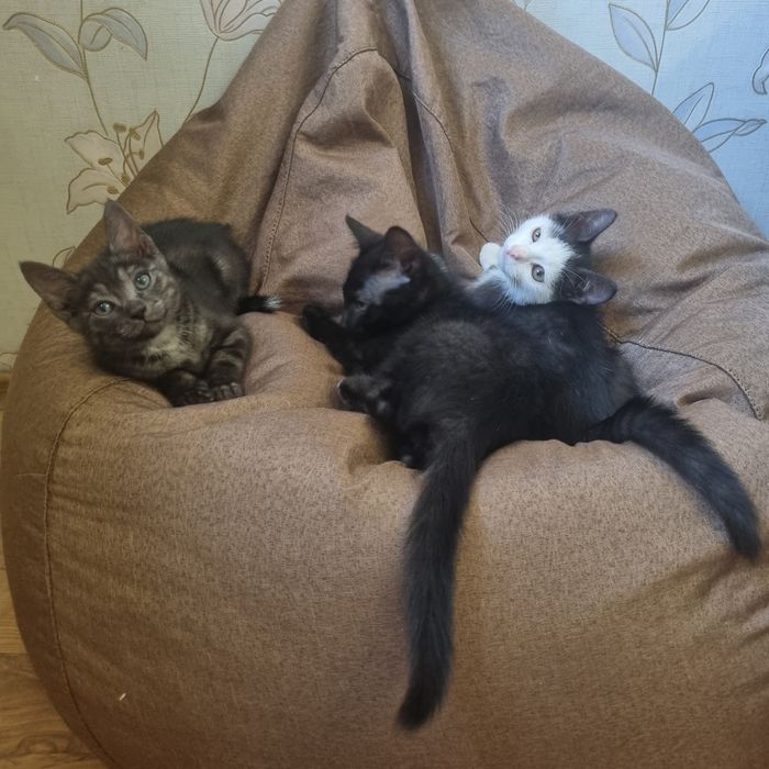 Котята Алматы. 3 сладких жёпы