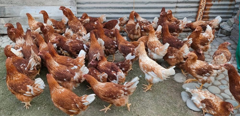 Ярки и Кокошки носачки ломан браун