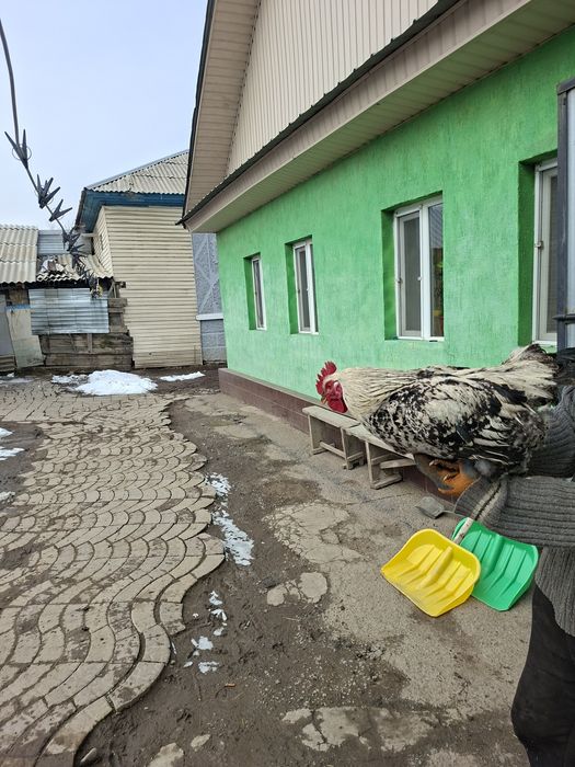 Продам петуха молодой