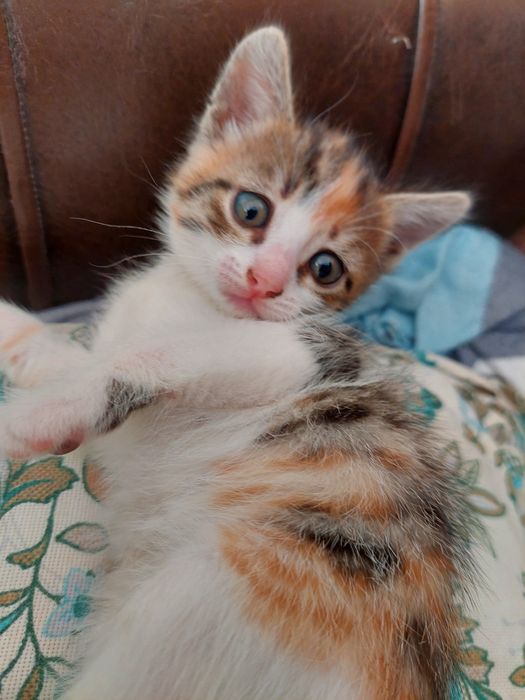 Отдам в добрые руки. КОШЕЧКА.