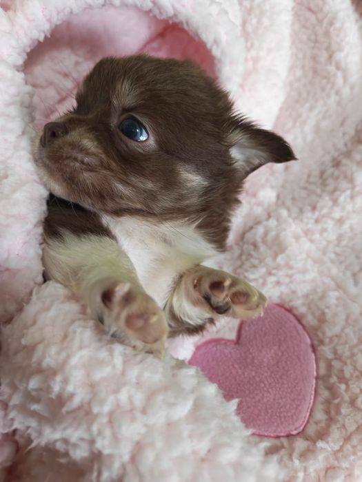 Chihuahua  ciocolatiu cu acte