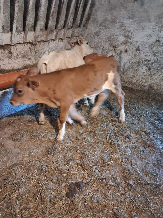 Vând 2 taurasi buni