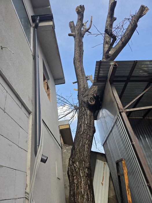 De vanzare nuc pe picior