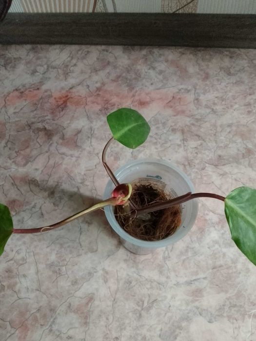 Сингониумы,монстеры,филодендроны,сциндаптусы