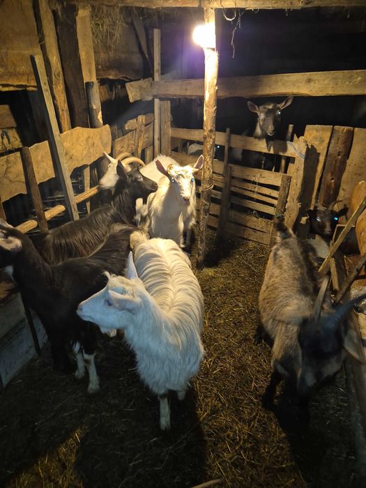 Vand Capre tinere Sunati