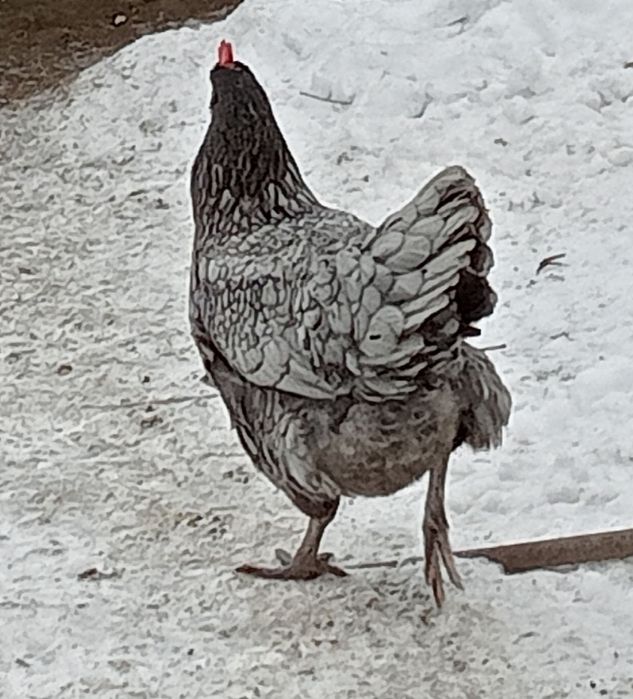 Găini australorp (3) de vânzare