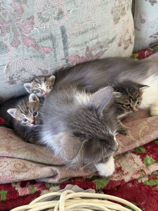 Отдадим котят в добрые руки