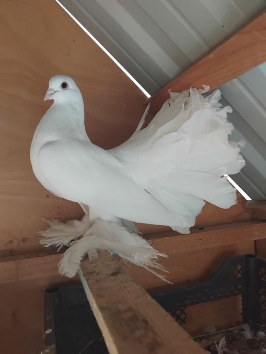 Pavlin kabutar jujalari bilan