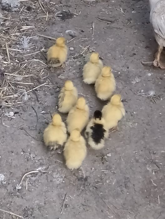 Rațe leșești, femele, masculi sau closte cu boboci, crescute î