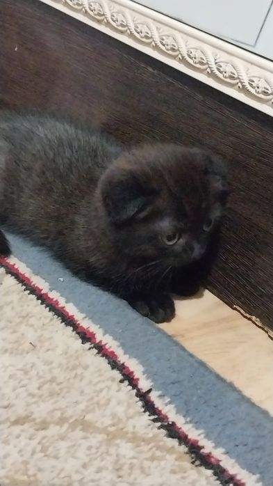 Шотланские весоухие