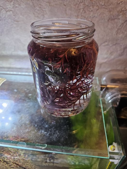 Продам роталу колората