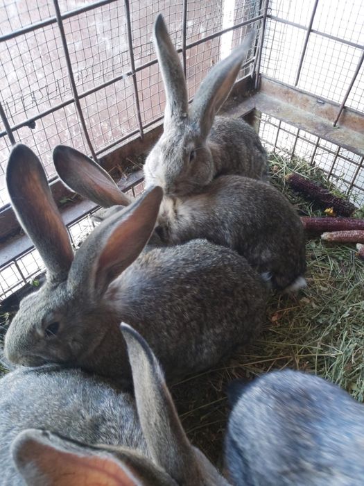 iepuri urias german belgian