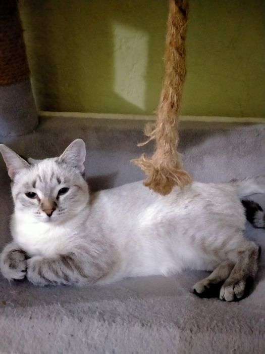 Отдам в добрые руки кошку