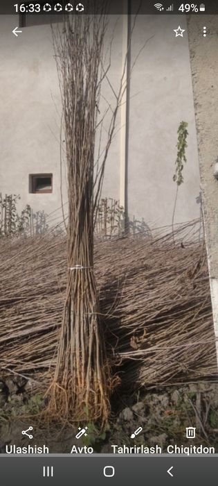 Tut koʻchati kelish tirilgan narxda