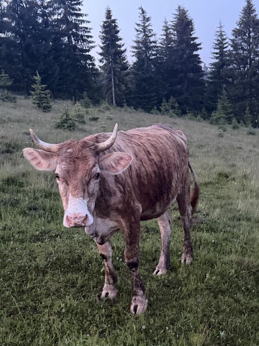 De vânzare doua vaci si un taur