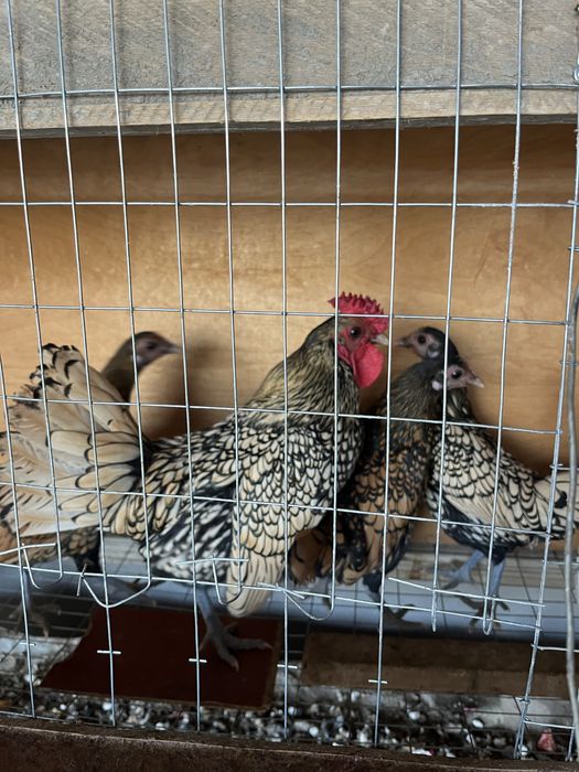 Sibrayt limon 1+1 va Fenix moda