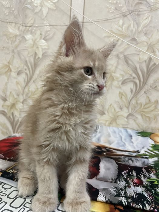 Продается котенок мейн-кун