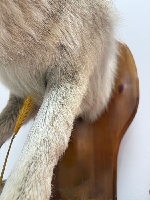 Продам чучело срочно