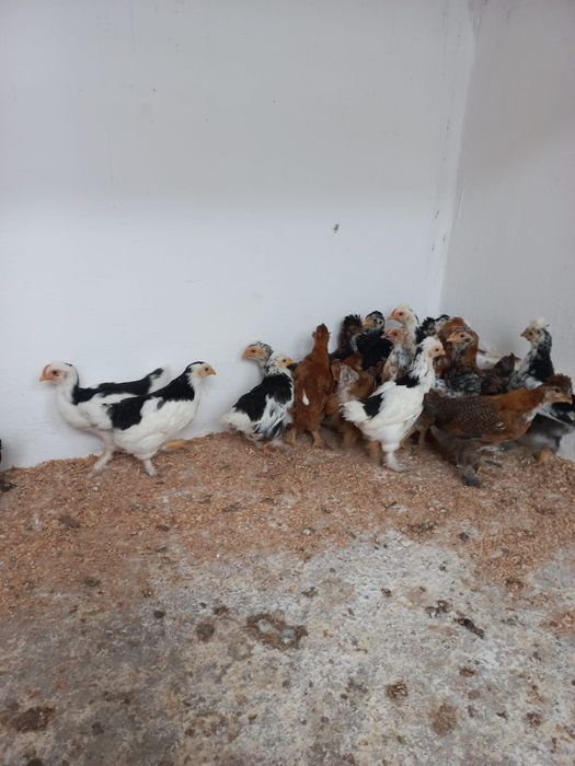 Vând pui motati  bărboși încălțați