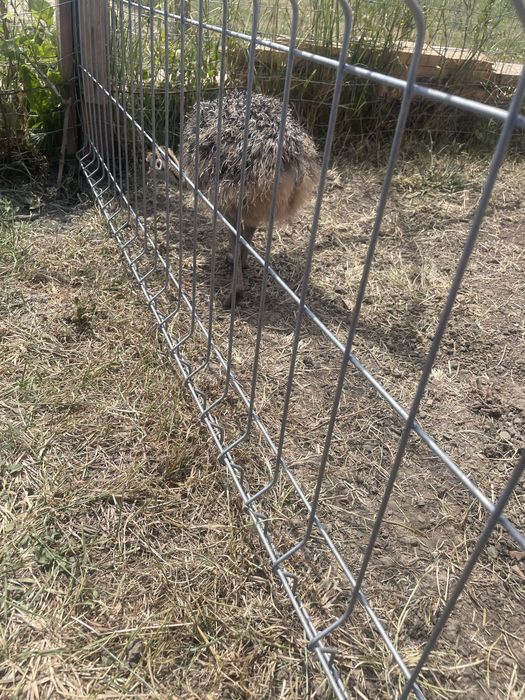 Vand pui de strut la o luna,2 luni, si 3 luni