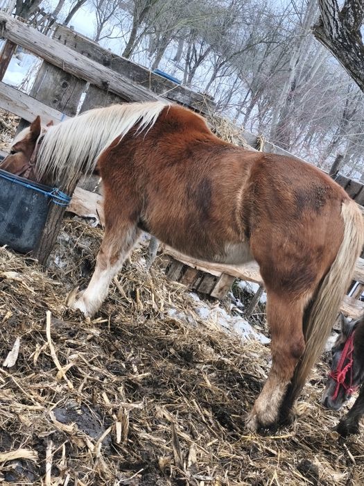 Vând Mânză și un mânz schimb cu vaci vitei