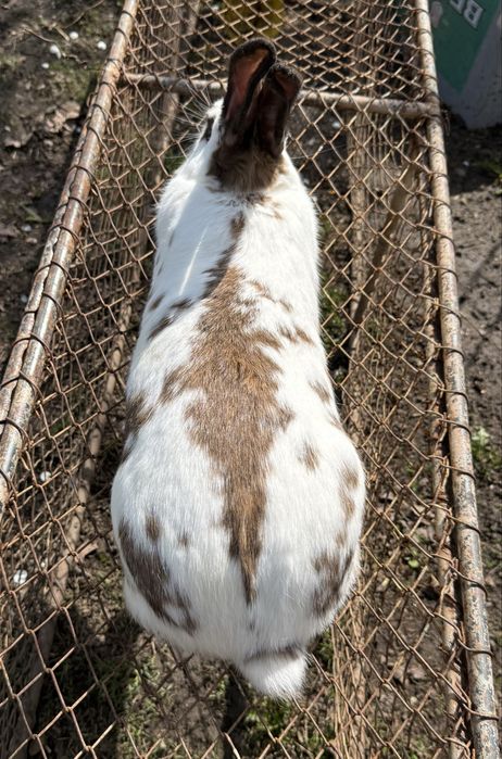 Vând iepuroaică Hycole Francez
