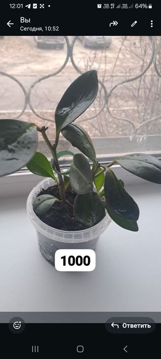 Продам комнатные цветы