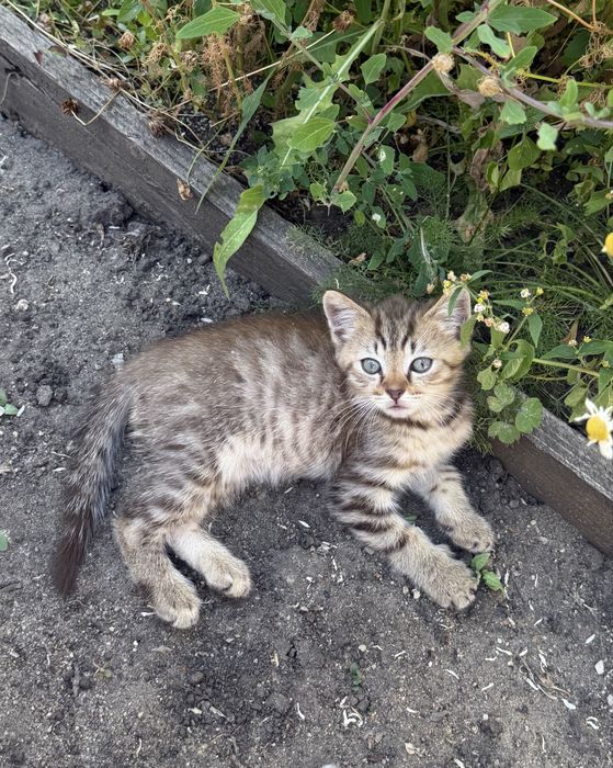Кошечка найденыш