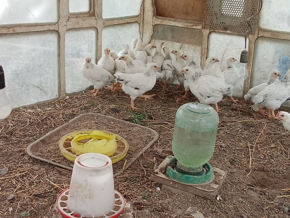 Балапандар пародалы