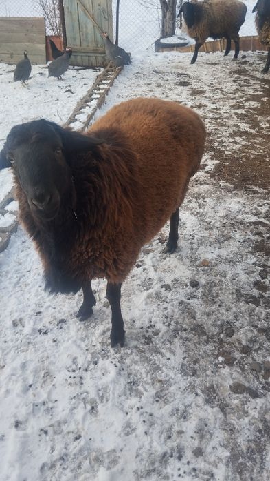 Продам баран  всех вместе.