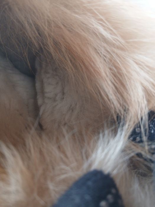 Прадам зимние аапоги