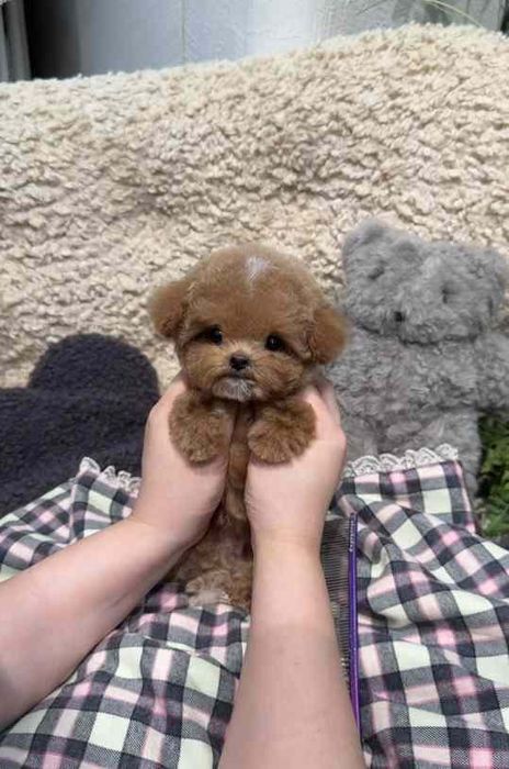 Собачка мальтипу