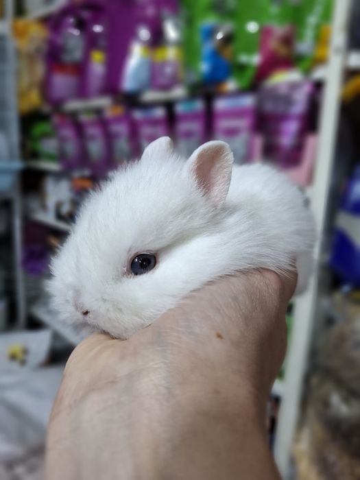 Карликовые кролики