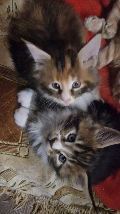 Котята мейн-кун 45 тысяч